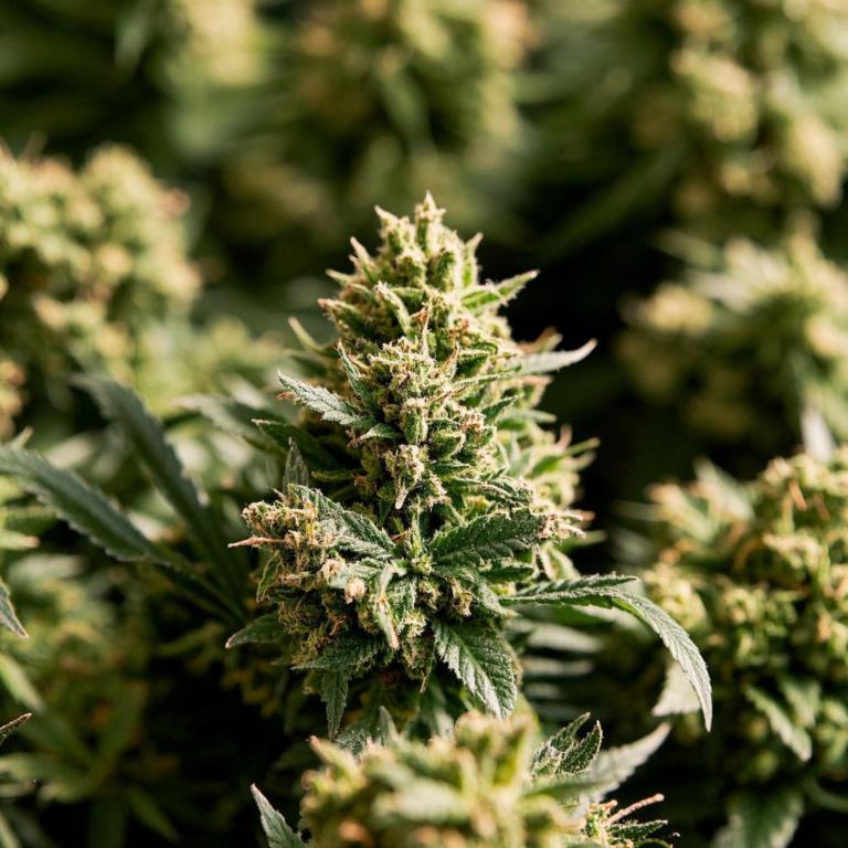 Your Beginner s Guide to Cannabis Strains at the Local Dispensary
